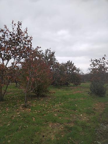 Torpaq sahələrinin satışı: Kənd təsərrüfatı — 2