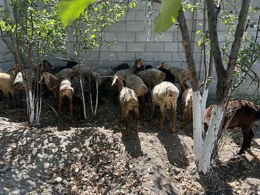 куры жерси: Продаю | Овца (самка) | Для разведения | Матка — 2