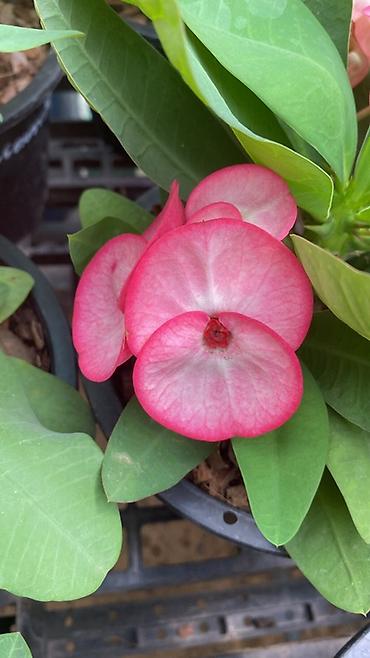 Молочаи: Эуфорбия Миля тайский (Euphorbia milii, «корона Христа») в горшке. - — 3