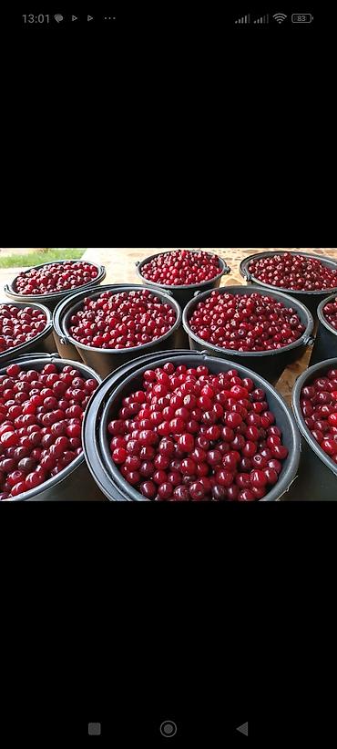Вишня: Вишня Оптом — 10