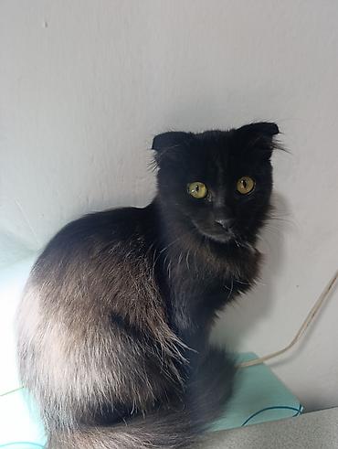 кошка кант: 2 месяца, Девочка, Приучена к лотку — 3