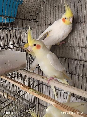 qus sesleri: Məhsul: Ev quşları – nimfa papuqayları (cockatiel) və — 2