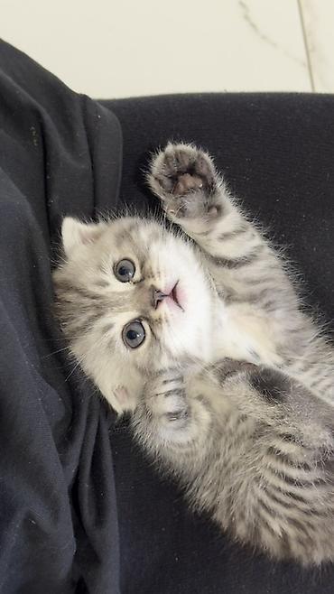 Продажа кошек: Три кошки и один кот Породистые котята серебристого окраса — 32