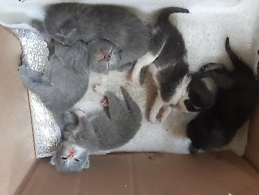 лотки для котят: Котята, помёт из 5 малышей. - Окрасы: несколько серых (голубых) с — 1