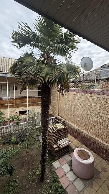 Dekorativ xurma palmisi (Trachycarpus fortunei) təxmini hündürlüyü 6 lalafo.az -da Dekorativ xurma palmisi (Trachycarpus fortunei) təxmini hündürlüyü 6
