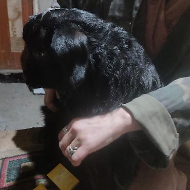 Другие животные: Козлёнок 1 месяц крупный 11 тыс. черный . есть белые. порода — 5