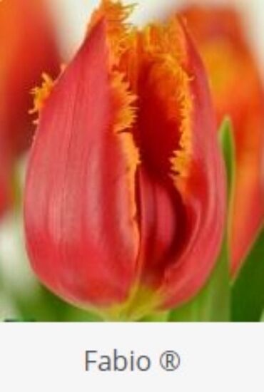 Toxumlar: Hollandiyadan yeni gelib. Tam keyfiyyetli mehsul. Qiymet 1 manat — 1