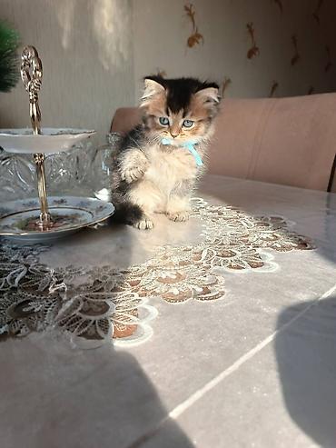 Pişiklər: Tabbi — 6