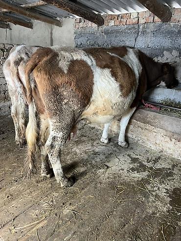 Коровы, быки: Продаю | Корова (самка) | Для молока | Привязанные — 2