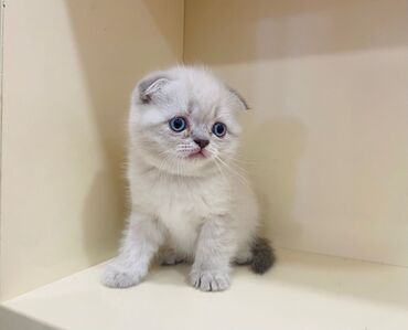 Pişiklər: Şotland, Erkək, Dişi, Yaxşı əllərə, Ünvandan götürmə, Pulsuz çatdırılma, Ödənişli çatdırılma — 6