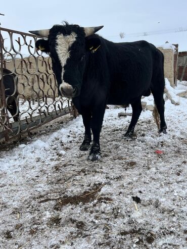 Коровы, быки: Продаю | Бык (самец) | Ангус | На откорм | Племенные — 9