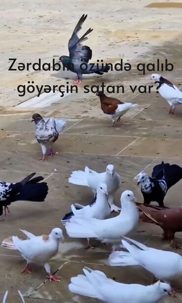 Göyərçinlər: Salam zərdabın özündə qalıb göyərçin satan var?