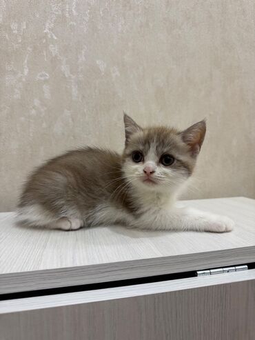 Pişiklər: Şotland, Dişi, Erkək, Ödənişli çatdırılma, Ünvandan götürmə — 4