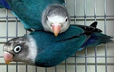 Птицы: Массковые неразлучники (Agapornis): декоративные попугаи малых — 7