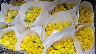 Букеты из живых цветов: Г.Ош оптом и розницу. Тюльпаны с луковицами, срезка «на поле» в — 14