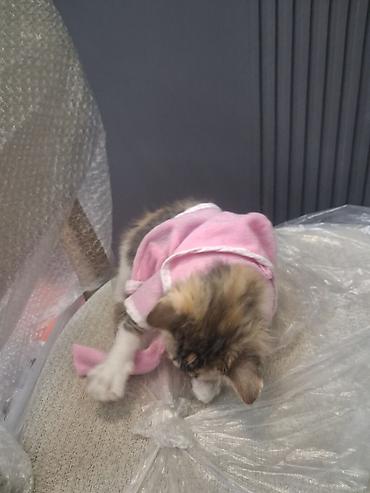котёнок девочка: Беспородная, 2 месяца, Девочка, Приучена к лотку, Проглистована — 6