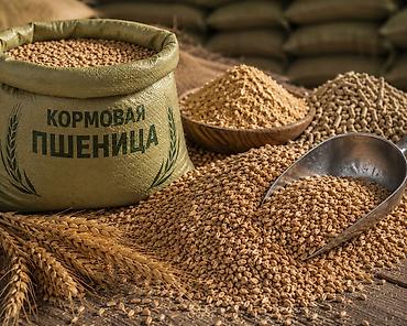 курен: Кормовая пшеница 5 класса | Россия | Опт и розница | Россыпью и в — 4
