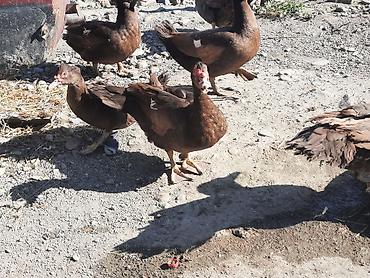 xas: Muscovy ördəkləri (indoutka) – qəhvəyi rəngdə sürü - Cins — 3