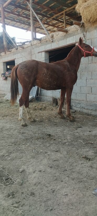 продаю кролятники: Продаю | Жеребенок | Дончак | Конный спорт