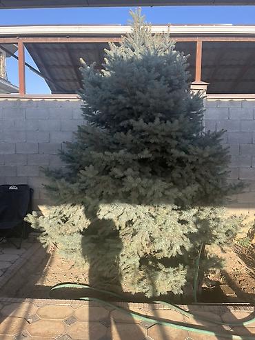Ель голубая (Picea pungens ‘Glauca’), взрослая ландшафтная - Порода