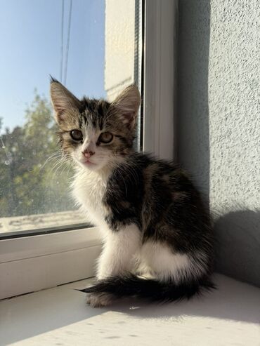 инкубатор для мальков: Кошка даром: Египетский мау, 1 месяц, Девочка, С прививками