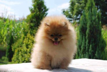 Psi: Oduševićemo vaša srca predivnim Pomerancima iz našeg pažljivo — 22