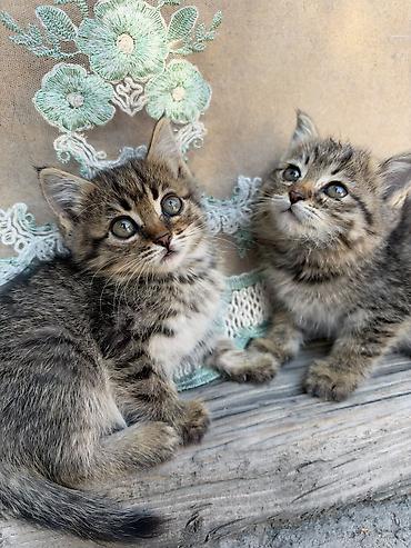 кошка мышык: Очаровательные полосатые котята – пушистые малыши классического — 1