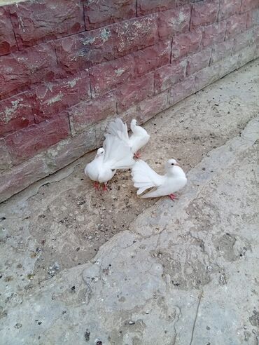 Pavlin göyərçinləri 2 ədədi 12 azn