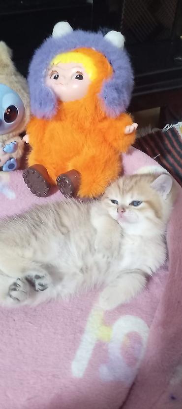 Pişiklər: Britan, Yaxşı əllərə — 29