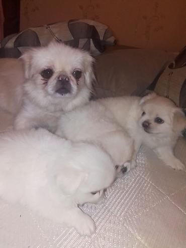 İtlər: Pekines — 16