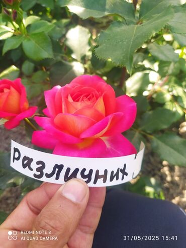 Şitillər: Məhsul: Bağ bitkiləri və meyvə fidanları seçimi - Hibiskus (Rose of — 50