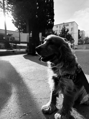 купить собаку объявления: Koker spaniyel, 3 il, Erkek