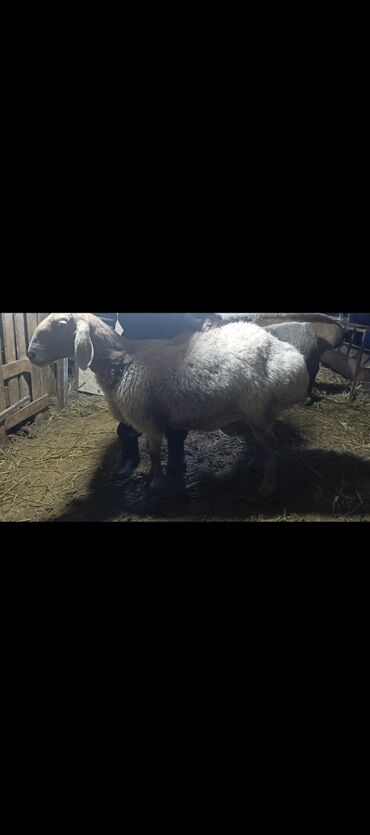 Баран, овца: Продаю | Овца (самка) | Арашан | Для разведения | Котные — 1