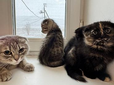 Продажа кошек: Котята 500с каждая . мама вислоухая. 2 месяца котятам. можно забрать с — 5