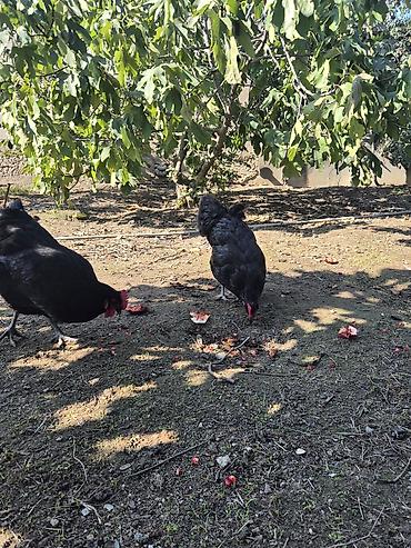 mal satisi: Toyuq, Australorp, Damazlıq — 10