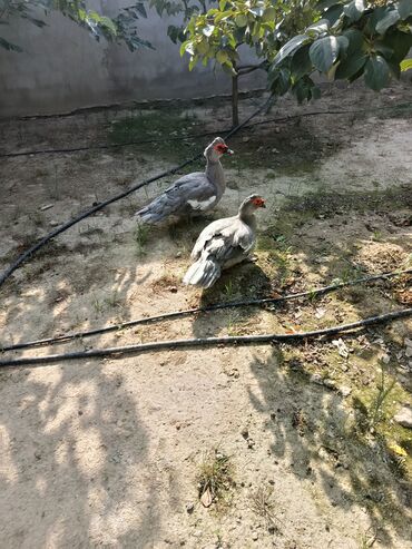 Ördəklər: Lavada ordeyleri satılır temiz qadilar — 3