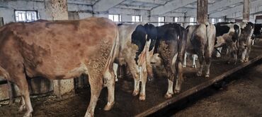 Коровы, быки: Продаю | Корова (самка) — 1