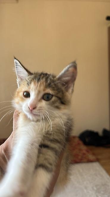 Мышыктар: Котёнок девочка 2 месяцев,очень игривая и пушистая.Нет никаких — 2