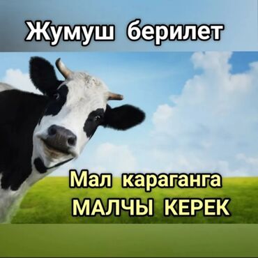 Скотники: Требуется Скотник, Оплата Ежемесячно, Официальное трудоустройство