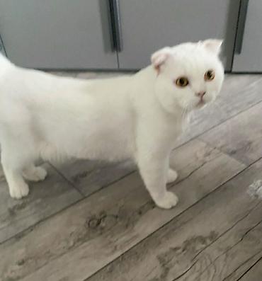 Кошки: Британская вислоухая, Самец — 1
