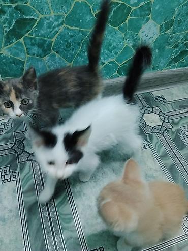 мал кой: Котята-дворянчики, окрас на выбор: - Бело-черный с «маской» на глазу и — 3