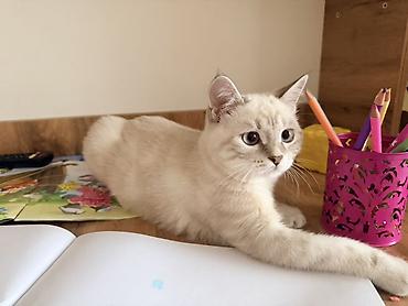 Продажа кошек: Скотиш Страйт (Шотландская прямоухая), 4 месяца, Девочка, Приучена к лотку — 2
