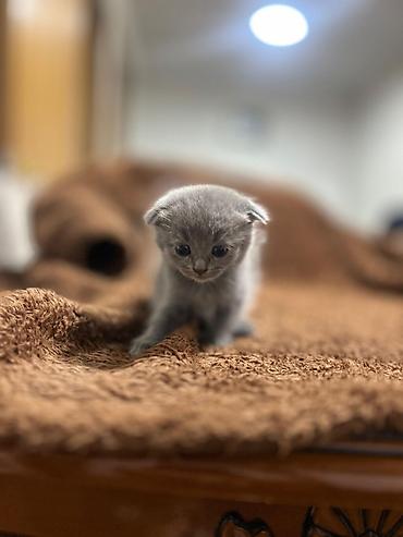 Pişiklər: Britan — 14