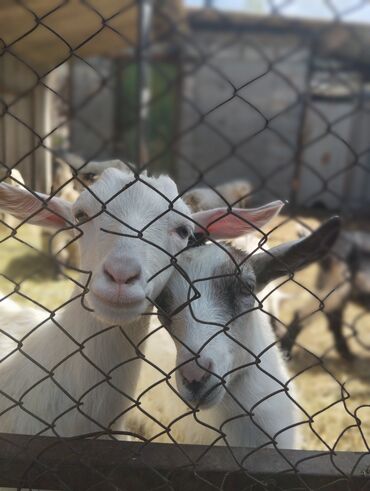 молочные козы в кыргызстане: Продаю | Козёл (самец), Козлёнок | Зааненская, Нубийская | На забой, Для разведения, Для молока | Племенные, Осеменитель