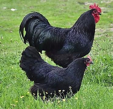 Toyuqlar: Toyuq, Australorp, Yumurtalıq, Ünvandan götürmə — 1