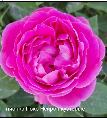 Rose saplings: Кустовые розы — сорта: - Э Шропшир Эд (№534): густомахровые — 37