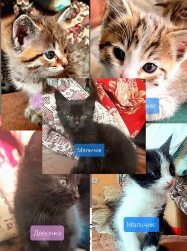 отдам в хорошие руки кошку: Породасыз, 1 айлык, Эркек, Лотокко барууга үйрөтүлгөн