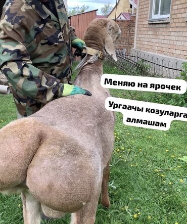 лабрадор щенок цена бишкек: Продаю | Баран (самец) | Арашан | Для разведения