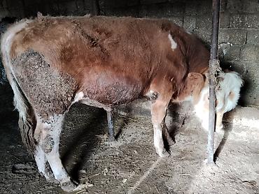 Dana, buzov: Simental tipli dana - Cins: Simental tipli, ətlik istiqamət - Rəng — 8