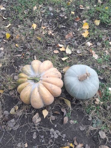 пластиковые контейнеры с крышкой купить бишкек: Домашние овощи с огорода. - Тыквы нескольких сортов: серо-зелёные